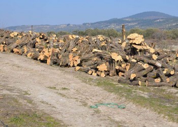 Σαν να ξερίζωσαν την ελληνική ψυχή από τη γη της Μικρασίας...
