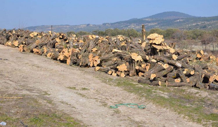 Σαν να ξερίζωσαν την ελληνική ψυχή από τη γη της Μικρασίας...