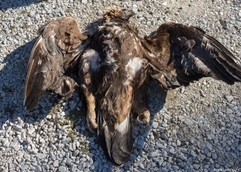 Εξαιρετικά σπάνιος χρυσαετός νεκρός στις Πρέσπες από φόλα