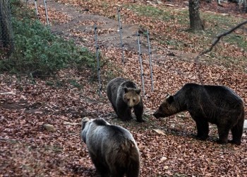 Μπήκε η άνοιξη, ξύπνησαν οι αρκούδες στο Νυμφαίο