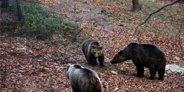 Μπήκε η άνοιξη, ξύπνησαν οι αρκούδες στο Νυμφαίο