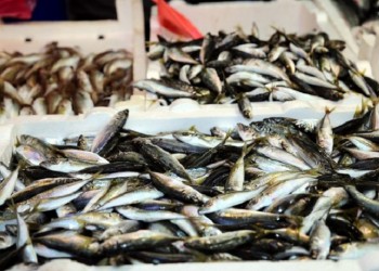 Χρυσάφι τα χαψία και οι μπακαλιάροι στην Τραπεζούντα