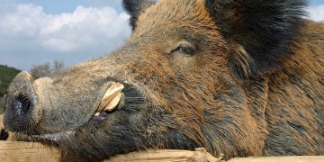 Ανησυχία στη Θεσπρωτία: Τα αγριογούρουνα περισσότερα από τις κότες!