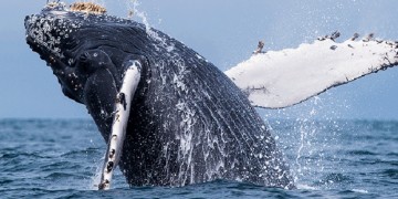 Όρκες κυνηγούν και σκοτώνουν μία νεαρή γκρίζα φάλαινα (βίντεο)