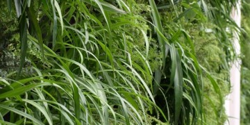 Κάθετο κήπο θα αποκτήσει δημοτικό κτήριο στη Θεσσαλονίκη