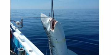Греческие рыбаки выловили семиметровую акулу в Эгейском море