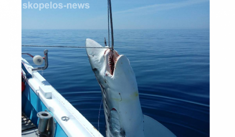 Греческие рыбаки выловили семиметровую акулу в Эгейском море