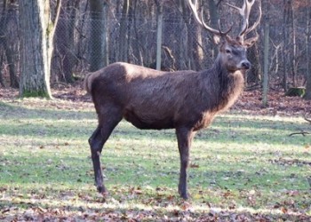 Κόκκινα ελάφια στην Αργυρούπολη του Πόντου (βίντεο)