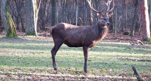 Κόκκινα ελάφια στην Αργυρούπολη του Πόντου (βίντεο)