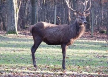 Красные олени появились вновь в понтийском городе Аргируполи (видео)