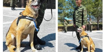 Οι επιστήμονες απαντούν ποια ακριβώς ηλικία θα είχαν οι σκύλοι αν ήταν άνθρωποι