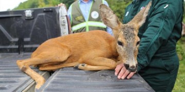Τραυματισμένο ελάφι έπεσε στις ρόδες αυτοκινήτου στα Κοτύωρα