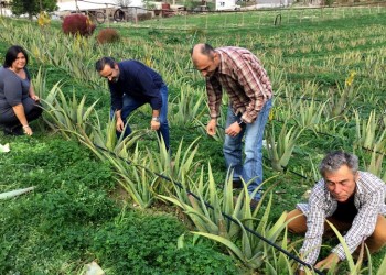 Αλόη: Γνωστές εδώ και 5.000 χρόνια οι θεραπευτικές της ιδιότητες