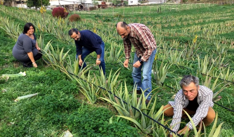 Αλόη: Γνωστές εδώ και 5.000 χρόνια οι θεραπευτικές της ιδιότητες