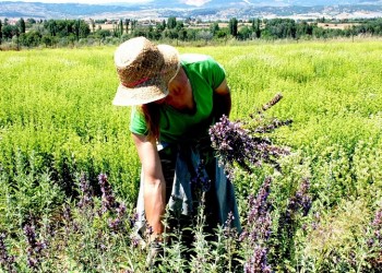 1.000 στρέμματα δημόσιας γης εκχωρούνται σε νέους αγρότες στην Εορδαία