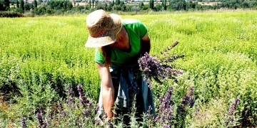 1.000 στρέμματα δημόσιας γης εκχωρούνται σε νέους αγρότες στην Εορδαία
