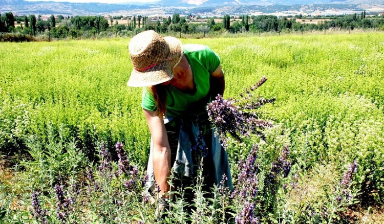 1.000 στρέμματα δημόσιας γης εκχωρούνται σε νέους αγρότες στην Εορδαία