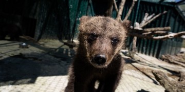 Ο «Αρκτούρος» υιοθέτησε δύο ορφανά αρκουδάκια από το Μαυροβούνιο (φωτο, βίντεο)