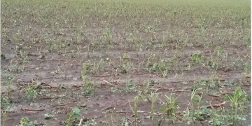 Το χαλάζι κατέστρεψε καλλιέργειες στα Φάρσαλα