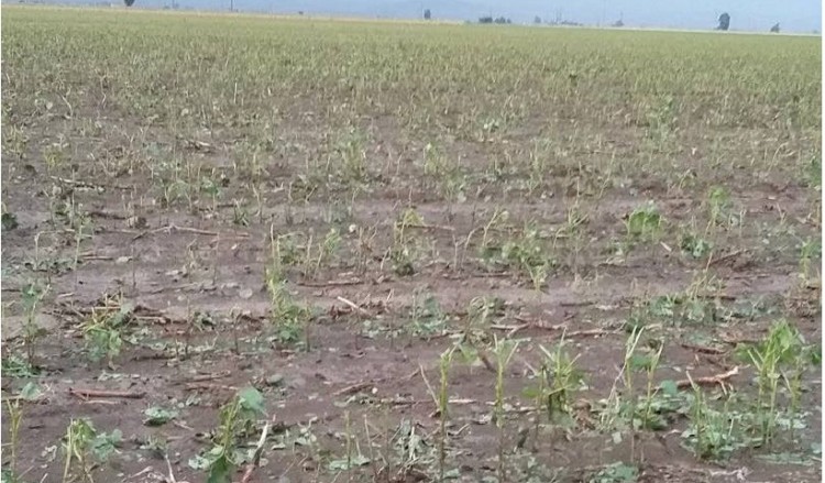 Το χαλάζι κατέστρεψε καλλιέργειες στα Φάρσαλα