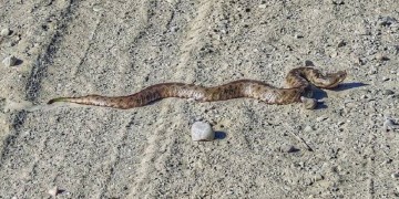 Φίδια και στο κέντρο της Λάρισας