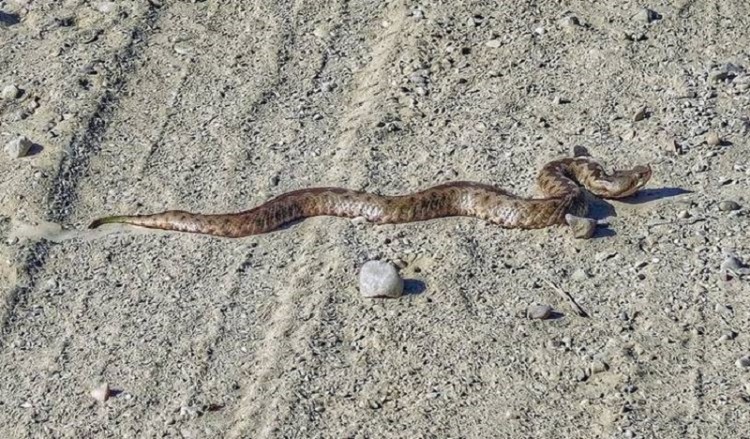 Φίδια και στο κέντρο της Λάρισας
