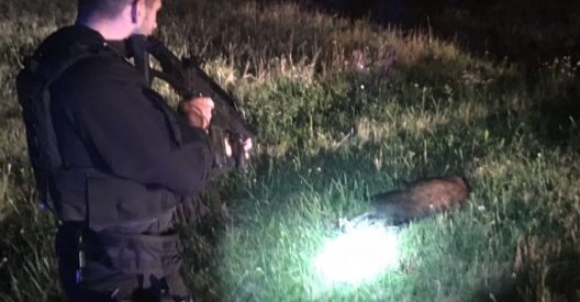 Κυνήγι αγριογούρουνου στην πίστα του αεροδρομίου της Πράγας! (βίντεο)