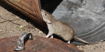 Πώς ο Δήμος της Νέας Υόρκης σχεδιάζει να εξοντώσει 2 εκατ. αρουραίους