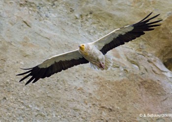 Ένα σπάνιο είδος γύπα, ο Ασπροπάρης έχει βρει καταφύγιο στο Καρς (φωτο)