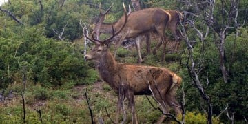 Επικήρυξη 1.500 ευρώ για τους δολοφόνους ελαφιού από τον Κυνηγετικό Σύλλογο Αχαρνών
