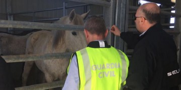 Συλλήψεις για διατροφικό σκάνδαλο με κρέας αλόγου ακατάλληλο για κατανάλωση