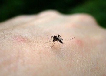Στην Αργολίδα το πρώτο επιβεβαιωμένο κρούσμα από τον ιό του Δυτικού Νείλου