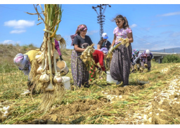 Κασταμονή: Η πατρίδα του... σκόρδου