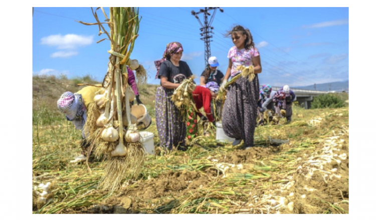Κασταμονή: Η πατρίδα του... σκόρδου