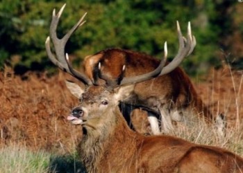 Εμφανίστηκαν κόκκινα ελάφια στην Κερασούντα