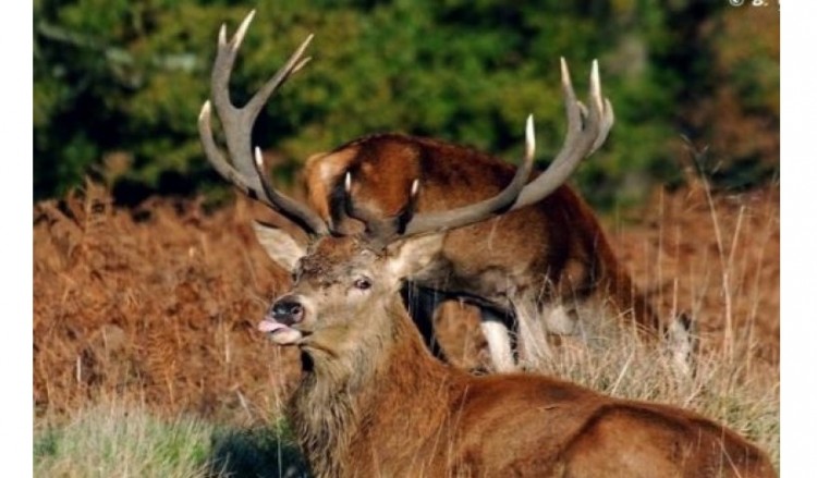 Εμφανίστηκαν κόκκινα ελάφια στην Κερασούντα