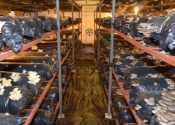 Mανιτάρια πλευρώτους, το… ασήμι των Κοτυώρων