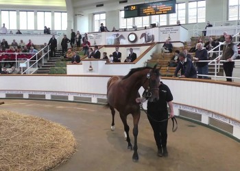 Tattersalls: Στο Newmarket Έλληνες επιχειρηματίες για τη μεγάλη δημοπρασία καθαρόαιμων ίππων