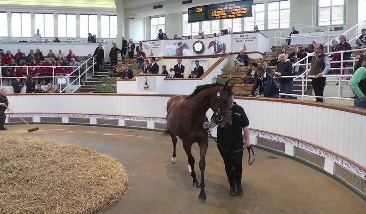 Tattersalls: Στο Newmarket Έλληνες επιχειρηματίες για τη μεγάλη δημοπρασία καθαρόαιμων ίππων