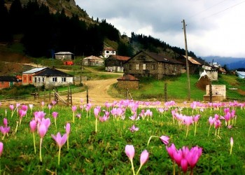 Το κότσεμαν στην Τόνια της Τραπεζούντας - Cover Image