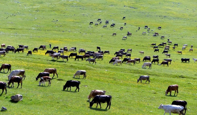 Πανδαισία χρωμάτων στα παρχάρια της Κιόλιας (φωτο)