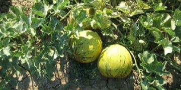 Το πεπόνι Τυχερού ήρθε από τη Μικρά Ασία, διεκδικεί πιστοποίηση ως ΠΟΠ