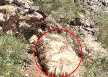 Ένα περίεργο φαινόμενο στην Αργυρούπολη του Πόντου