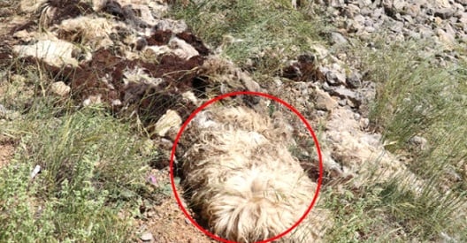 Ένα περίεργο φαινόμενο στην Αργυρούπολη του Πόντου