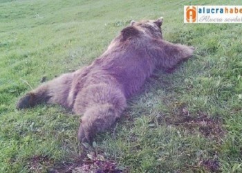 Σκότωσαν τεράστια αρκούδα στη Νικόπολη του Πόντου (φωτο)