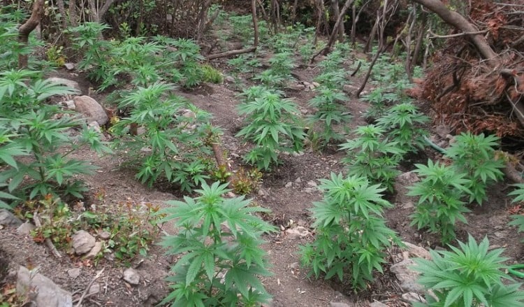 Φυτεία με 1.512 δενδρύλλια κάνναβης σε ορεινή περιοχή του Ρεθύμνου