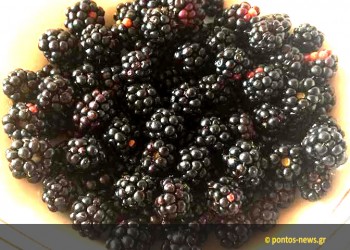 «Θα κουβαλώ και φάζ' ατεν αγρόμηλα και μώρε» (βίντεο)