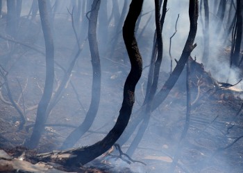 Φωτιά στην περιοχή Ξηρόκαμπος του Δήμου Αρχαίας Ολυμπίας 5