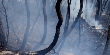Φωτιά στην περιοχή Ξηρόκαμπος του Δήμου Αρχαίας Ολυμπίας 5