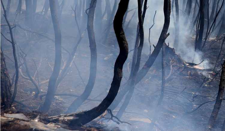 Φωτιά στην περιοχή Ξηρόκαμπος του Δήμου Αρχαίας Ολυμπίας 5